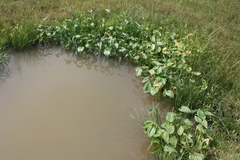 Monochoria vaginalis